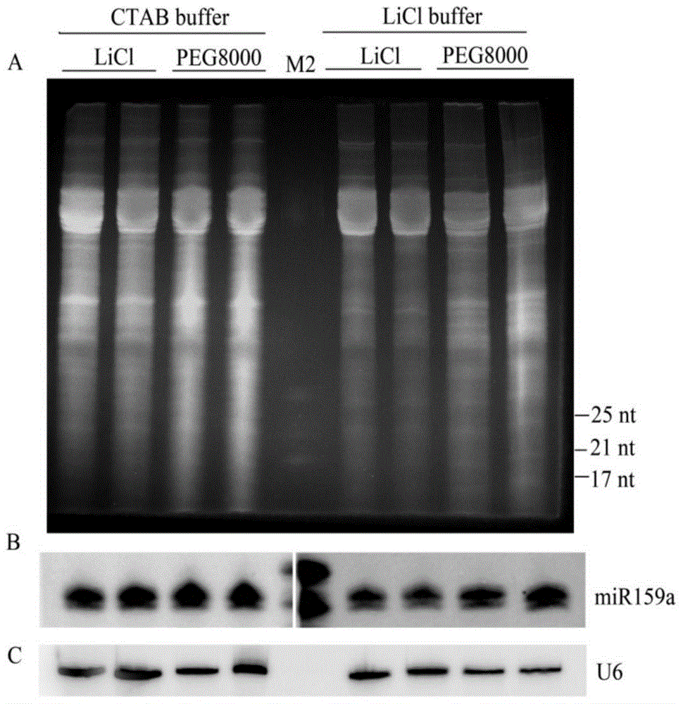 A kind of tropical plant polysaccharide polyphenol small RNA extraction method