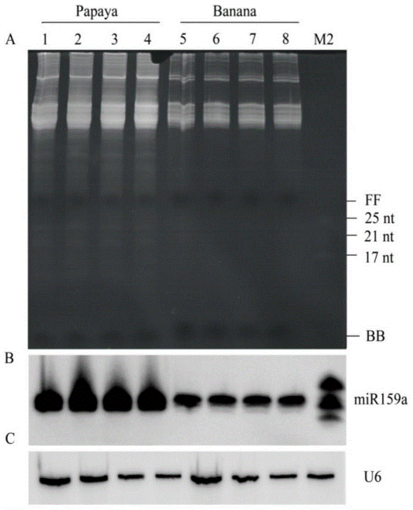 A kind of tropical plant polysaccharide polyphenol small RNA extraction method