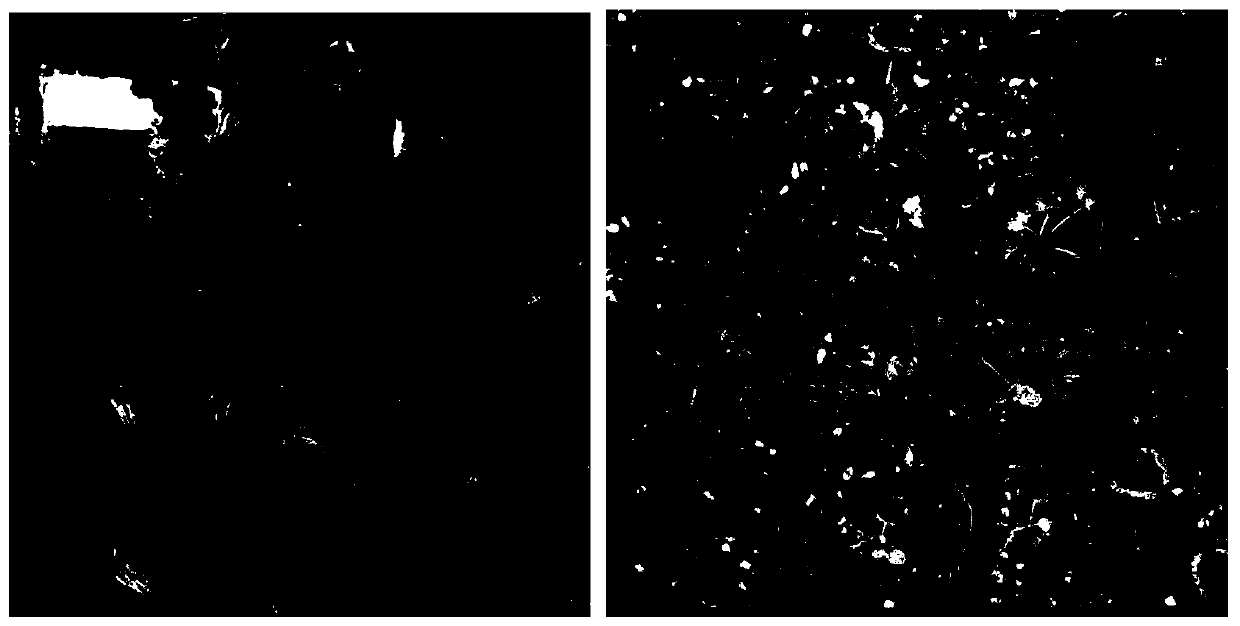 Method for silencing TRV-based virus induced primula malacoides genus plant gene