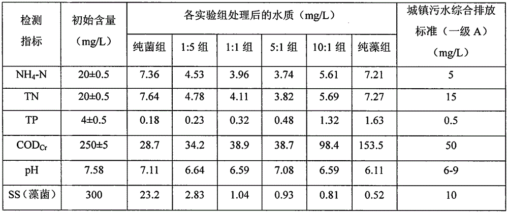 Method for denitrogenation and phosphorus-removal of town sewage through efficient immobilized algae bacterial symbiosis system