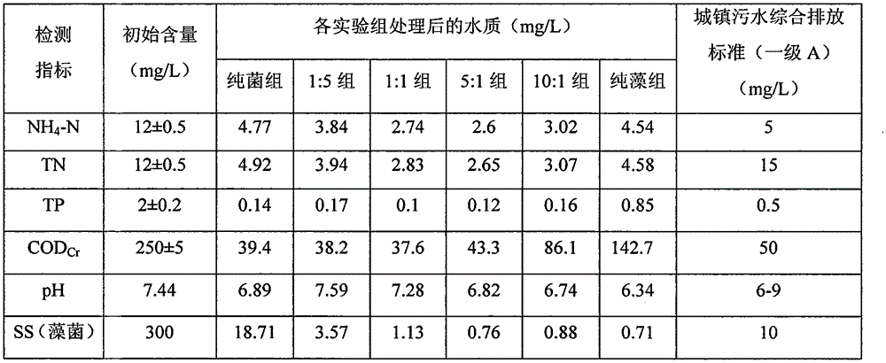 Method for denitrogenation and phosphorus-removal of town sewage through efficient immobilized algae bacterial symbiosis system