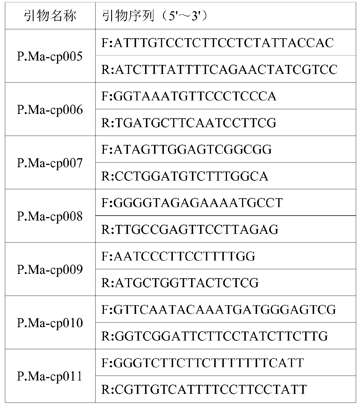 A kind of cpssr polymorphism primer of masson pine and its identification method of pine relative species