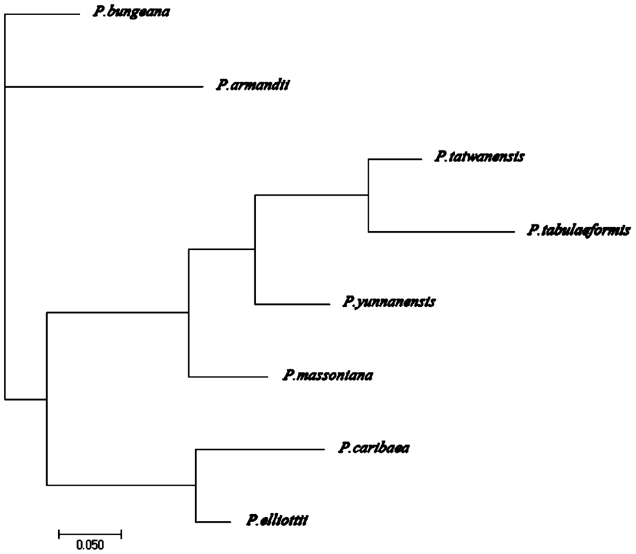 A kind of cpssr polymorphism primer of masson pine and its identification method of pine relative species