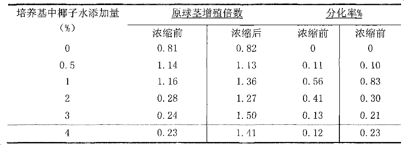 Method for improving oncidium protocorm proliferation and differentiation by using concentrated coconut water