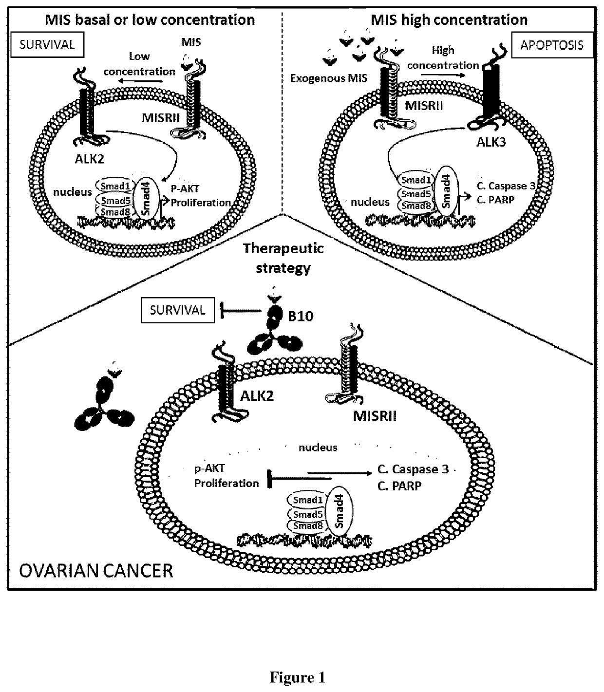 Anti-müllerian inhibiting substance antibodies and uses thereof