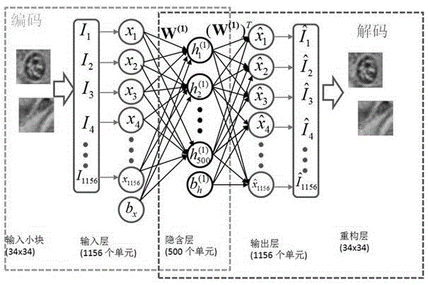 Cell detection method based on sliding window and depth structure extraction features