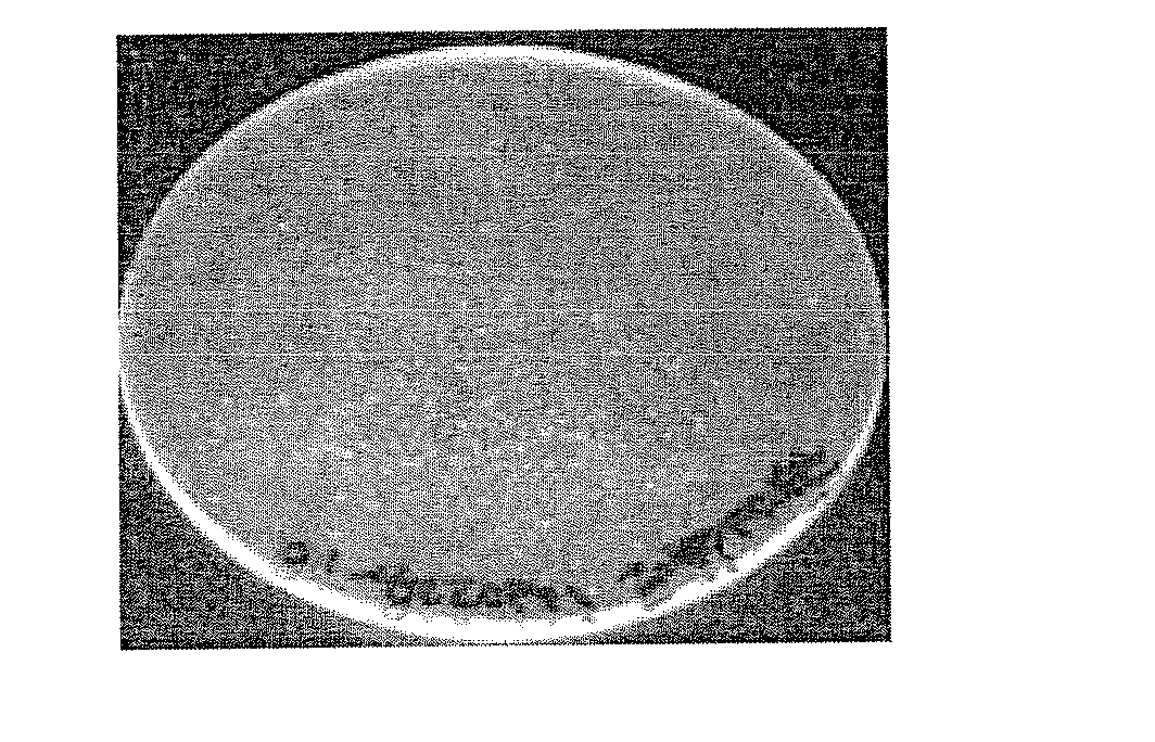 Thermoplastic composition, method of making, and articles formed therefrom