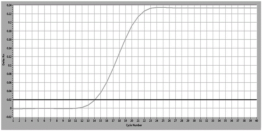 Specific primer and probe for real-time fluorescent PCR detection of enterococcus faecalis