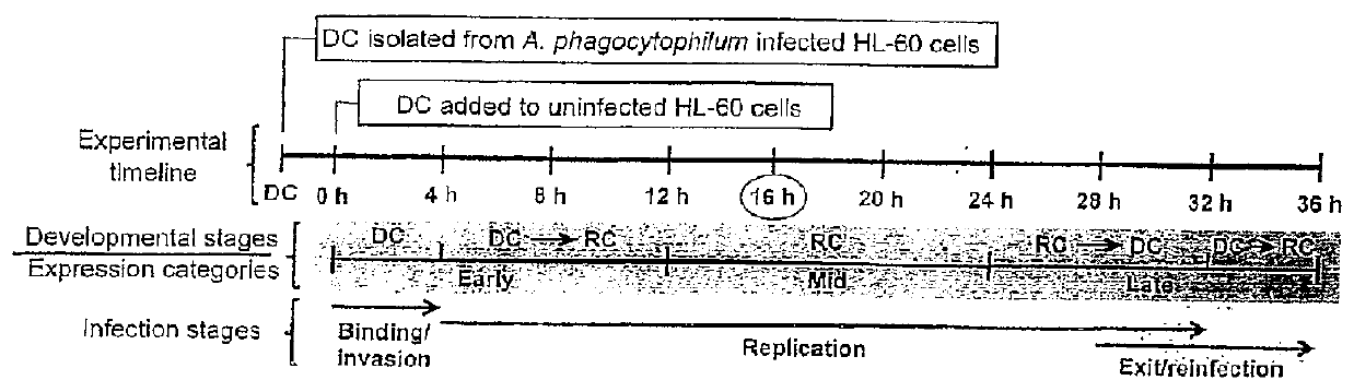 OMPA and ASP14 in vaccine compositions and as diagnostic targets