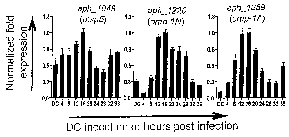 OMPA and ASP14 in vaccine compositions and as diagnostic targets