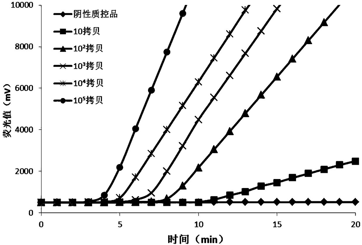 Primer probe and kit for detecting hepatitis B virus based on RAA fluorescence method