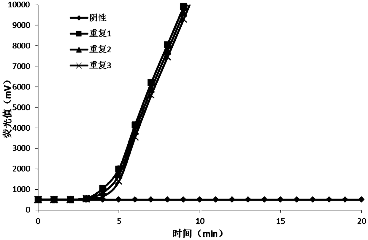 Primer probe and kit for detecting hepatitis B virus based on RAA fluorescence method