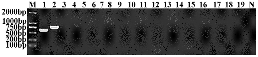 Multiple intermolecular rapid detection method for banana wilt bacteria and bacterial Erwinia carotovora