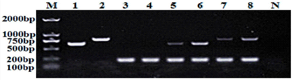 Multiple intermolecular rapid detection method for banana wilt bacteria and bacterial Erwinia carotovora