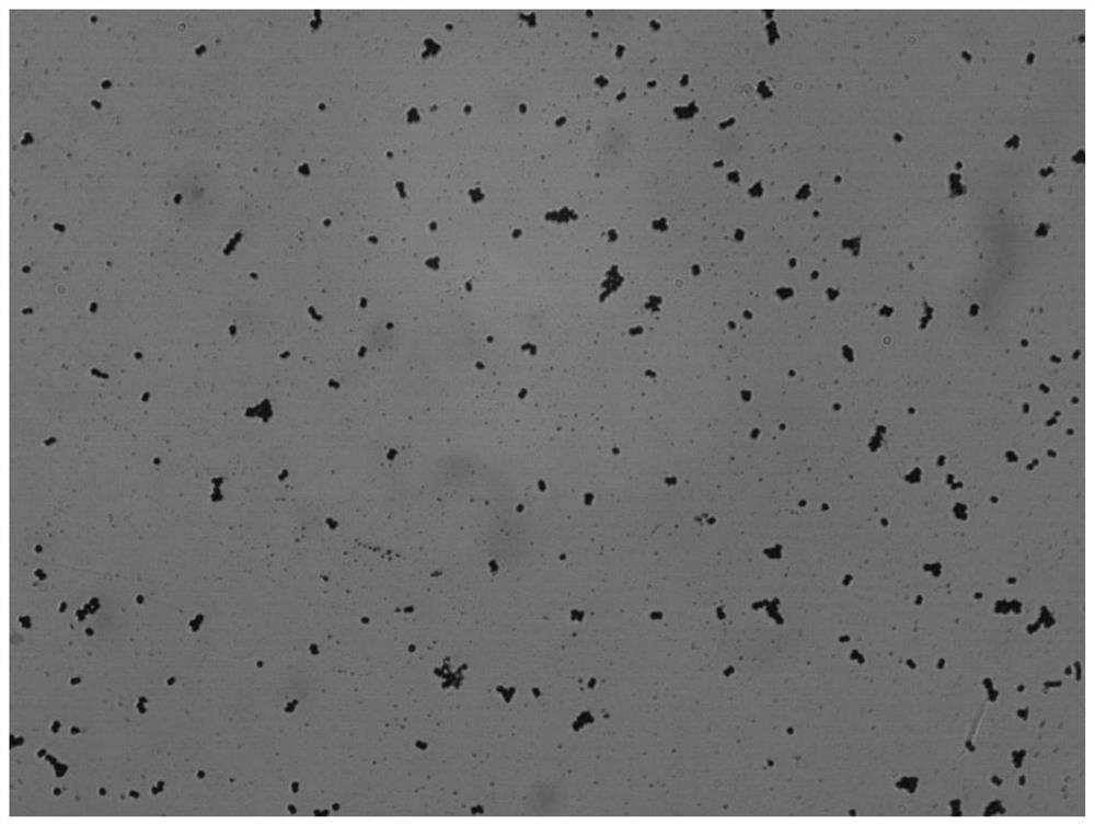 A Strain of Pediococcus lactis bcc-1 Using Highly Efficient Xylo-oligosaccharides and Its Application