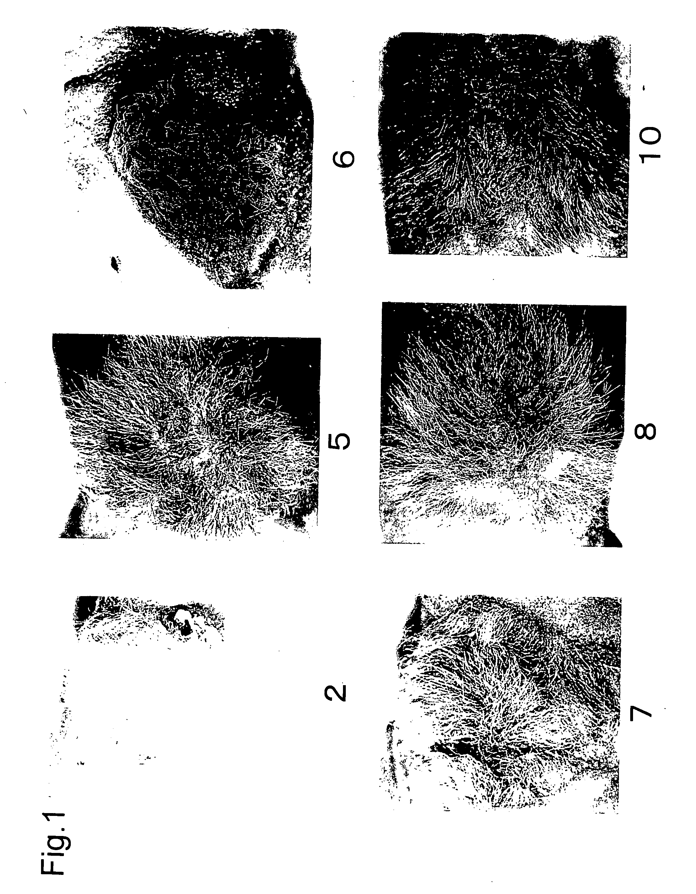 Hair follicle-reconstitution system and animal carrying the same