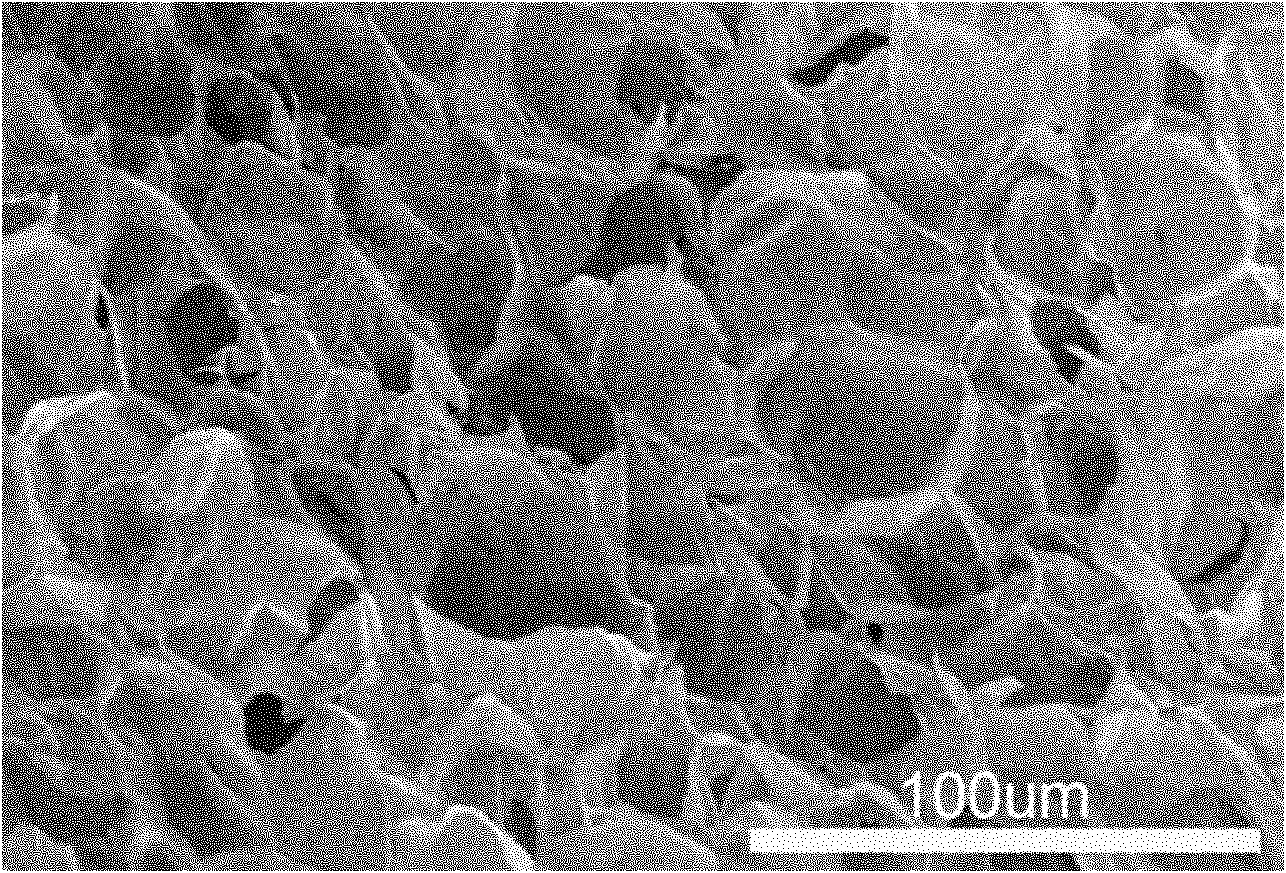 Collagen sponge and preparation method thereof