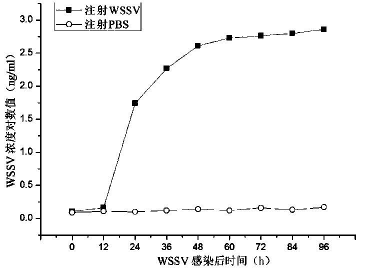 A double-antibody sandwich ELISA detection kit for prawn white spot disease virus