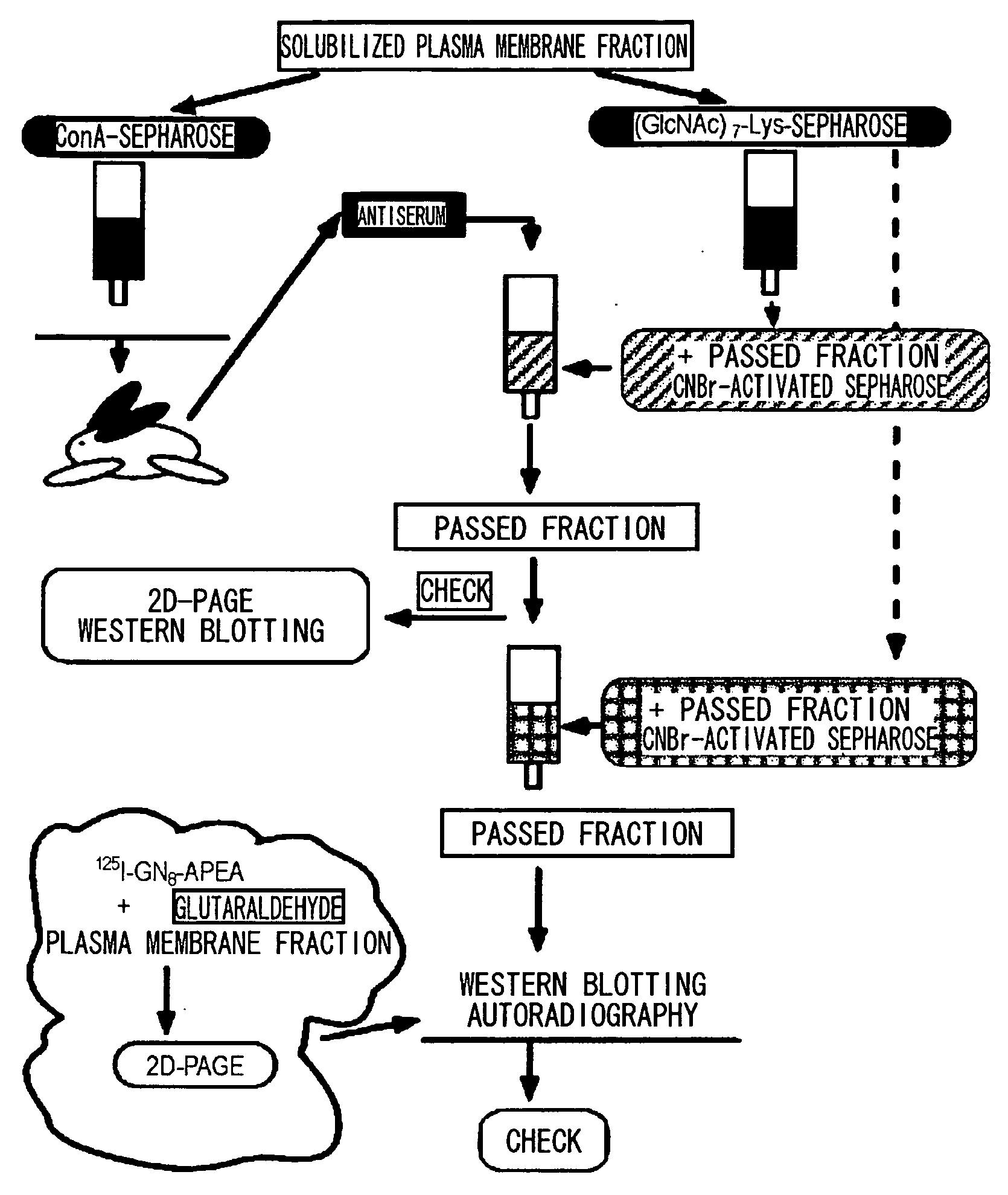 Chitin Oligosaccharide Elicitor-Binding Proteins