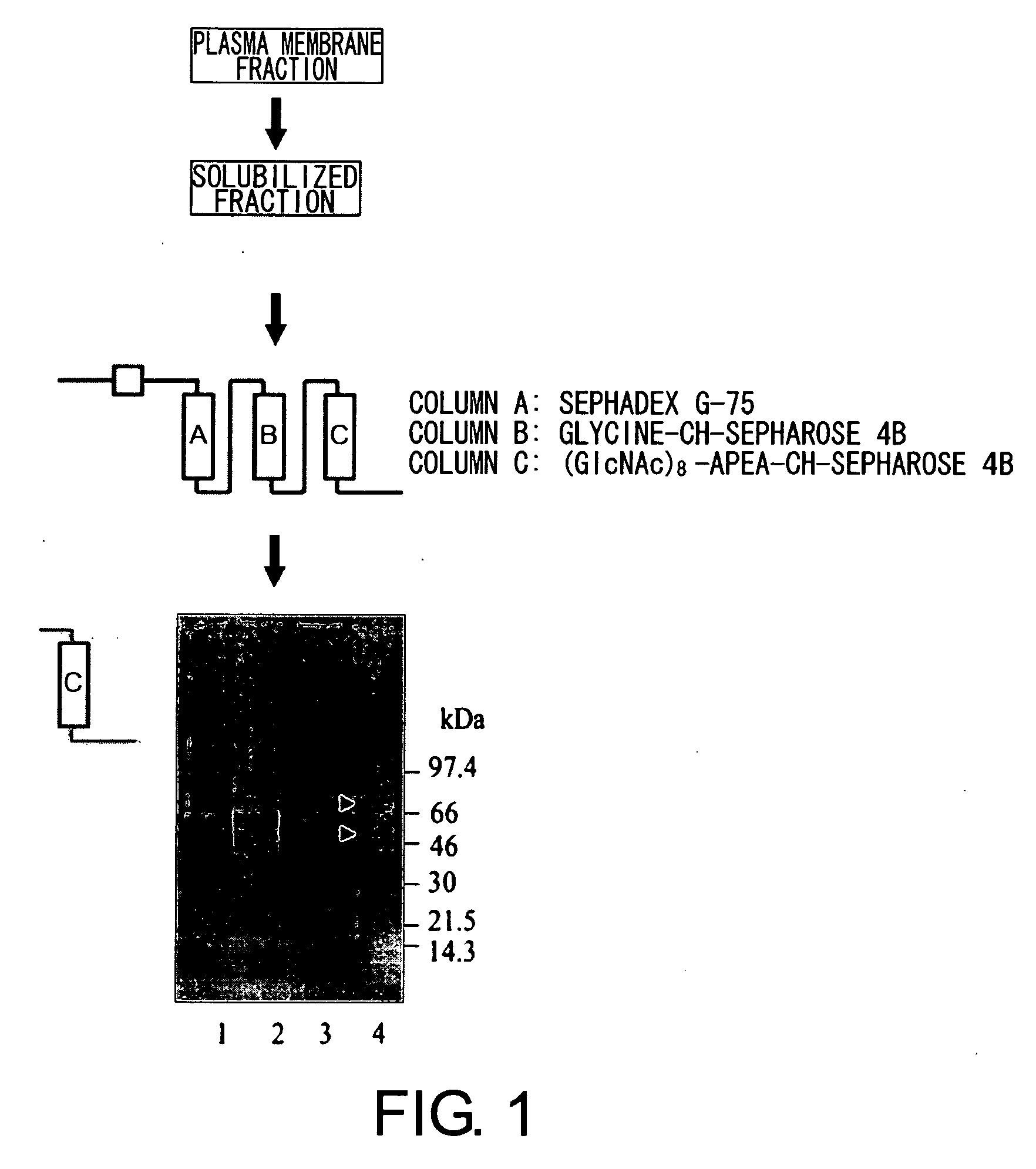 Chitin Oligosaccharide Elicitor-Binding Proteins