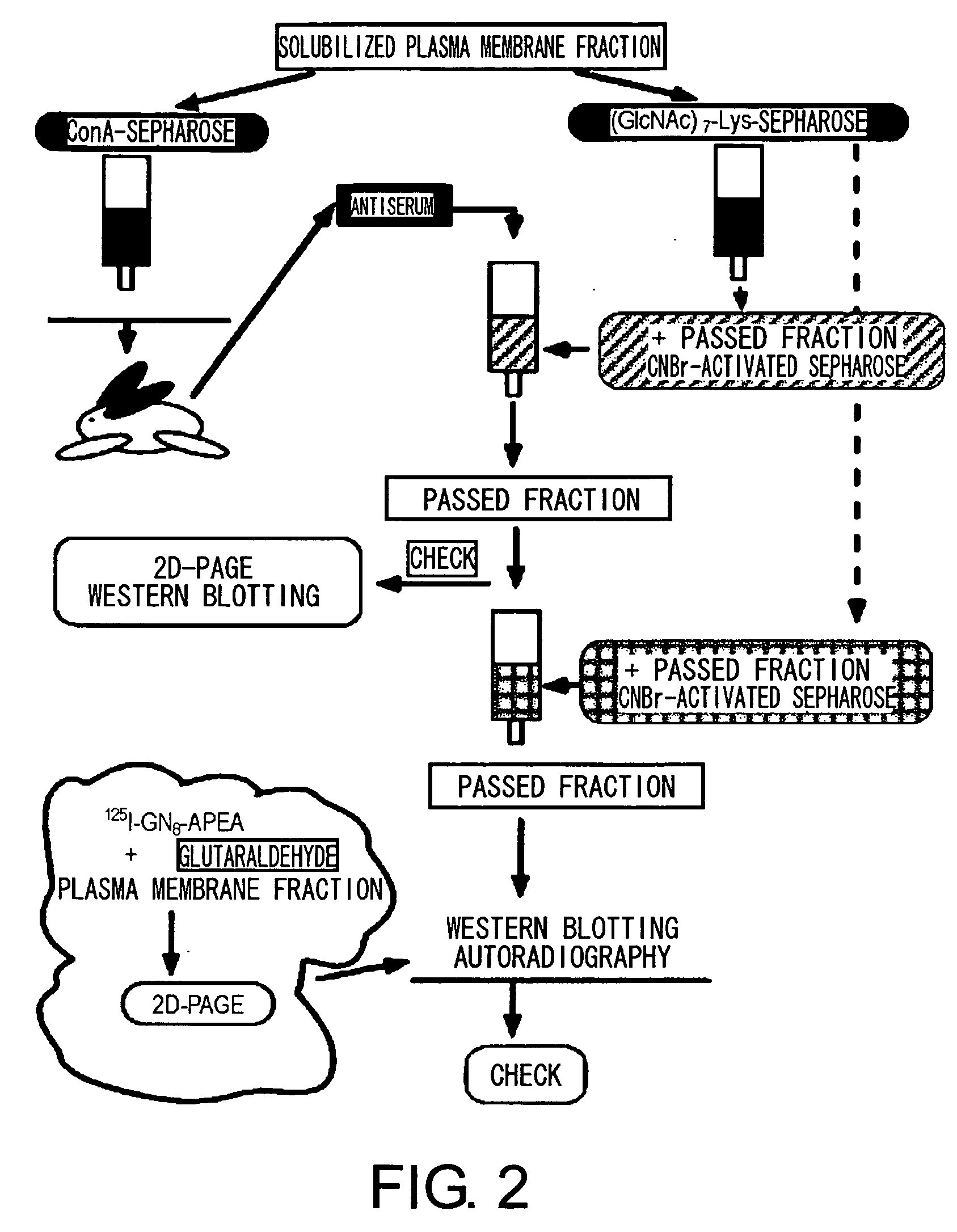 Chitin Oligosaccharide Elicitor-Binding Proteins