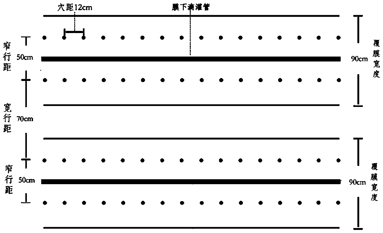 Water and fertilizer integrated planting method of foxtail millet through drip irrigation under films