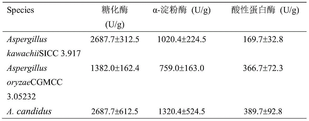 A kind of Aspergillus leucopus with high yield of glucoamylase, α-amylase and acid protease and its application