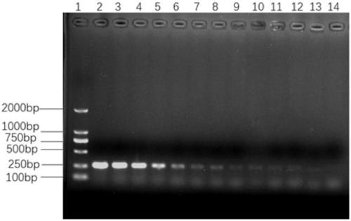 Pair of specific primers for detecting Bergeyella, kit and PCR detection method