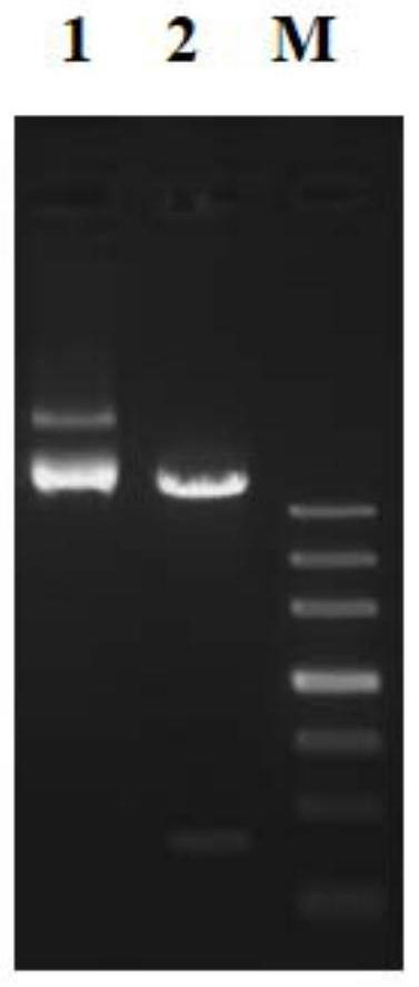 Preparation method of mandarin fish rhabdovirus glycoprotein expressed by recombinant baculovirus