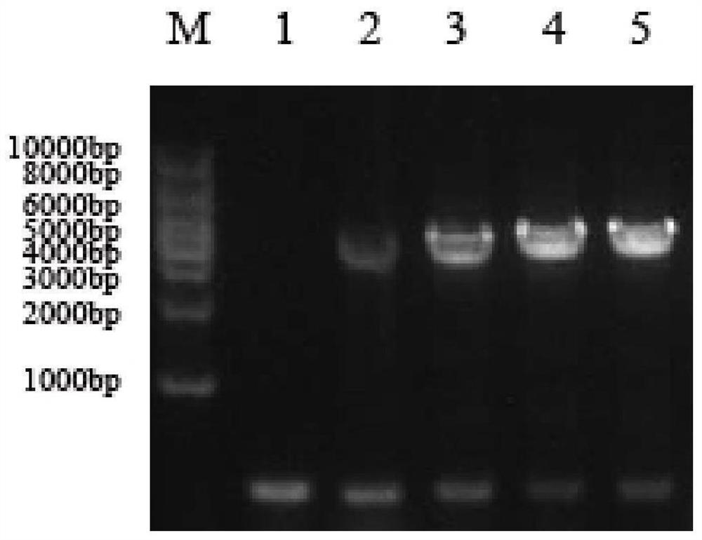 Preparation method of mandarin fish rhabdovirus glycoprotein expressed by recombinant baculovirus