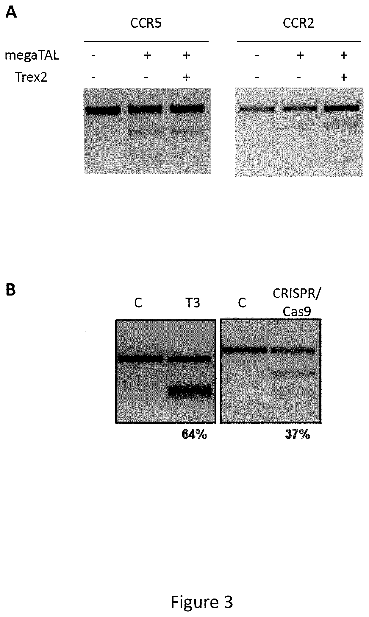 New sequence specific reagents targeting ccr5 in primary hematopoietic cells