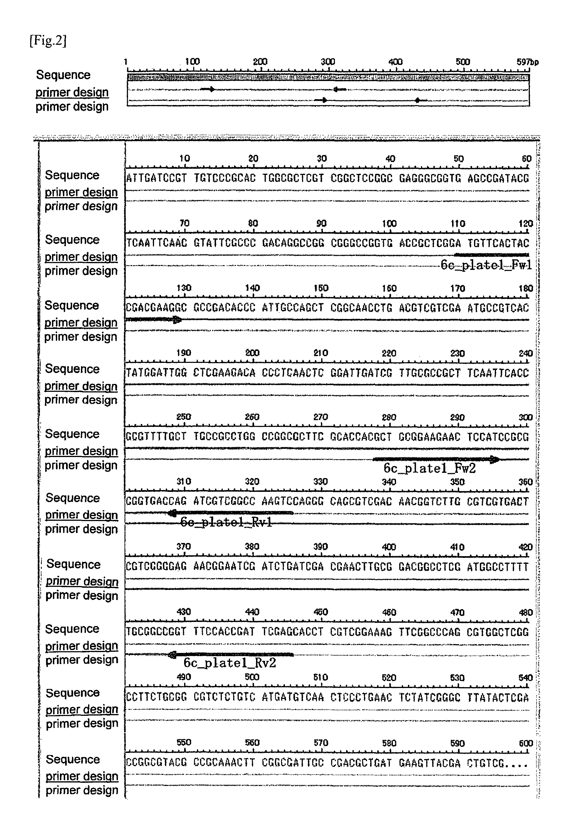 Primer and probe for use in detection of Mycobacterium kansasii and method for detection of Mycobacterium kansasii using the same