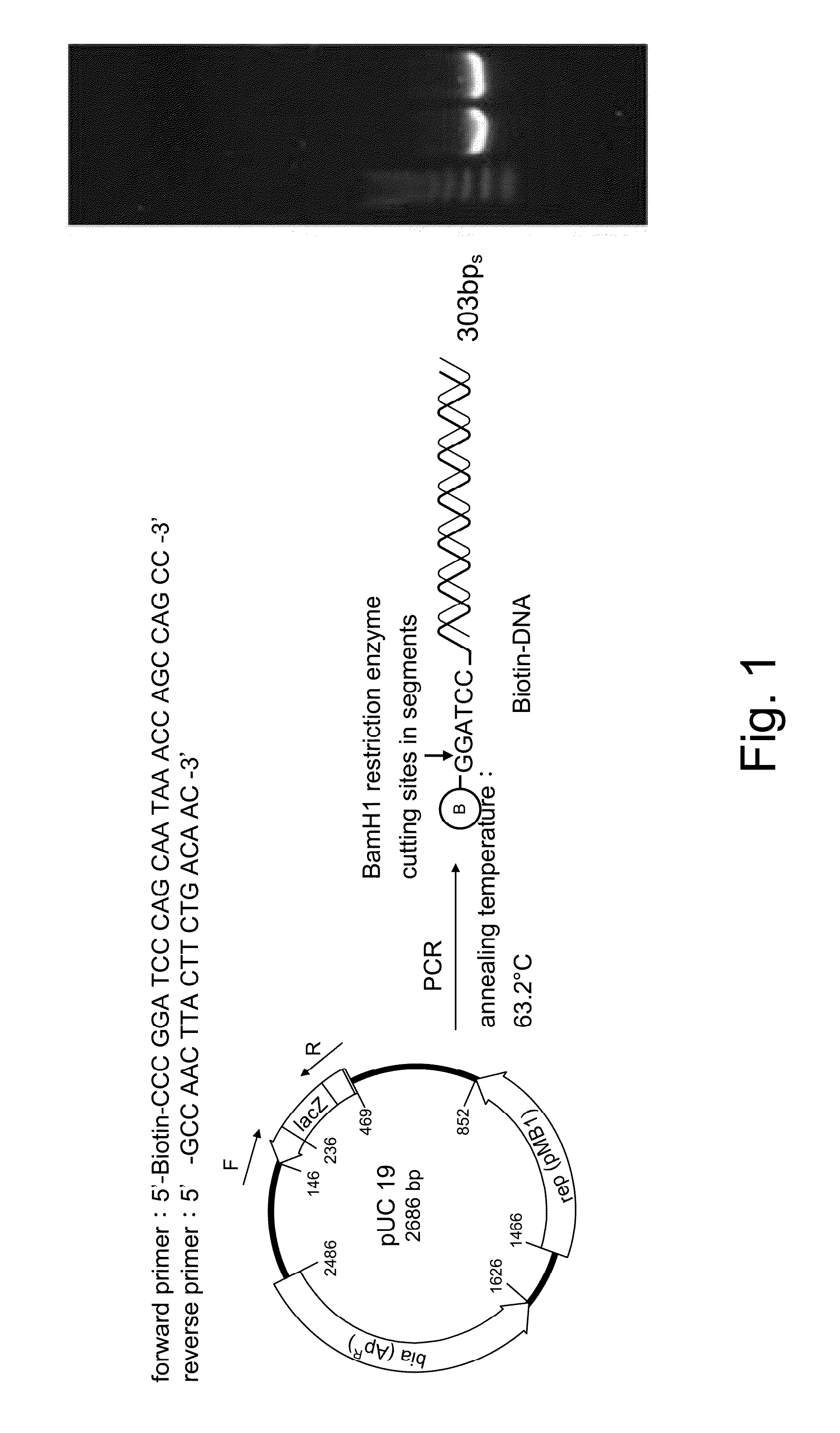 Method of Preparing Magnetic Bead Type Nasopharyngeal Enzyme Immunoassay Reagents by Polymerase Chain Reaction