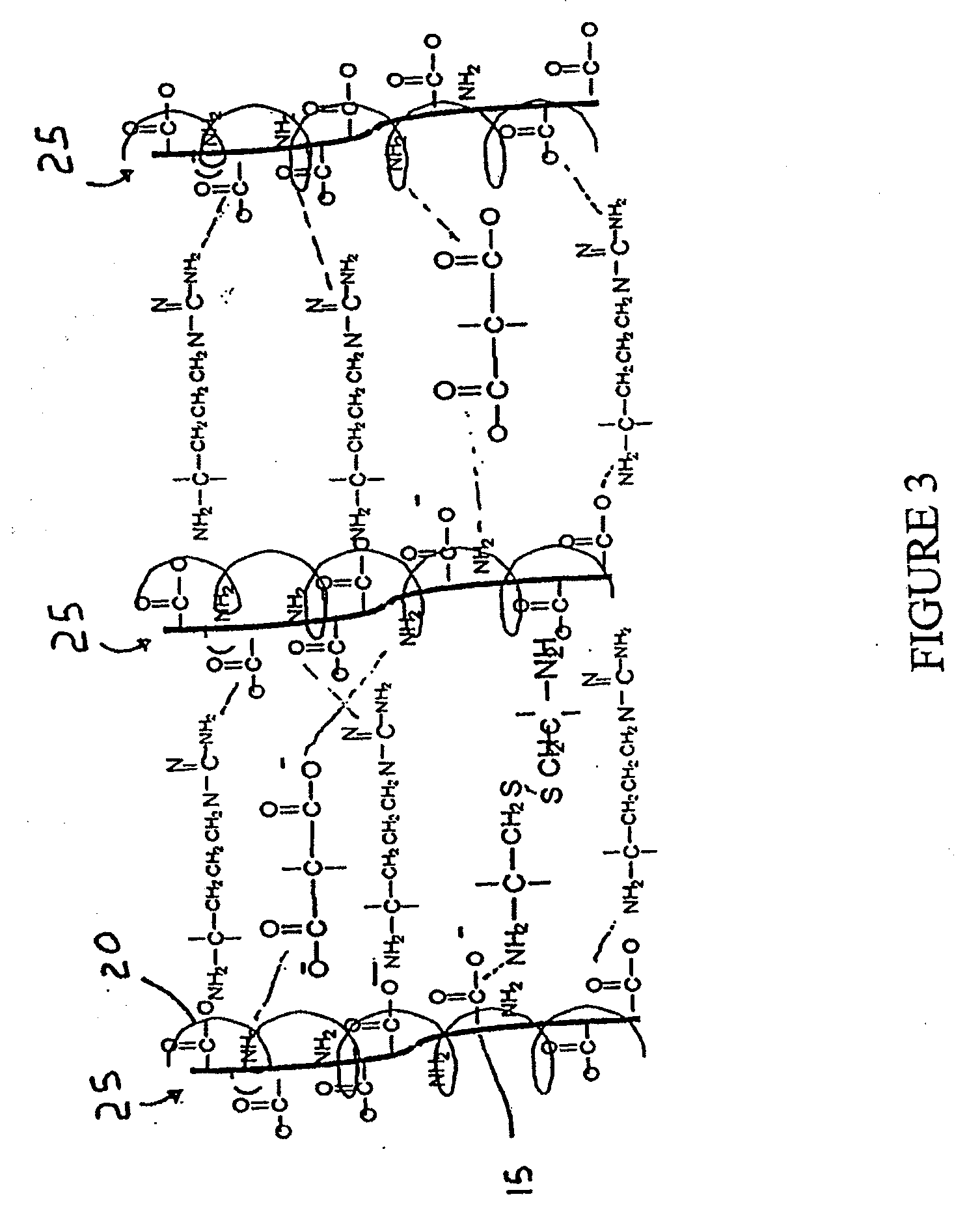 Methods and Compositions for Regenerating Connective Tissue