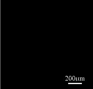 Method for preparing diamond film on stainless steel surface with Cr/CrAlN as transition layer