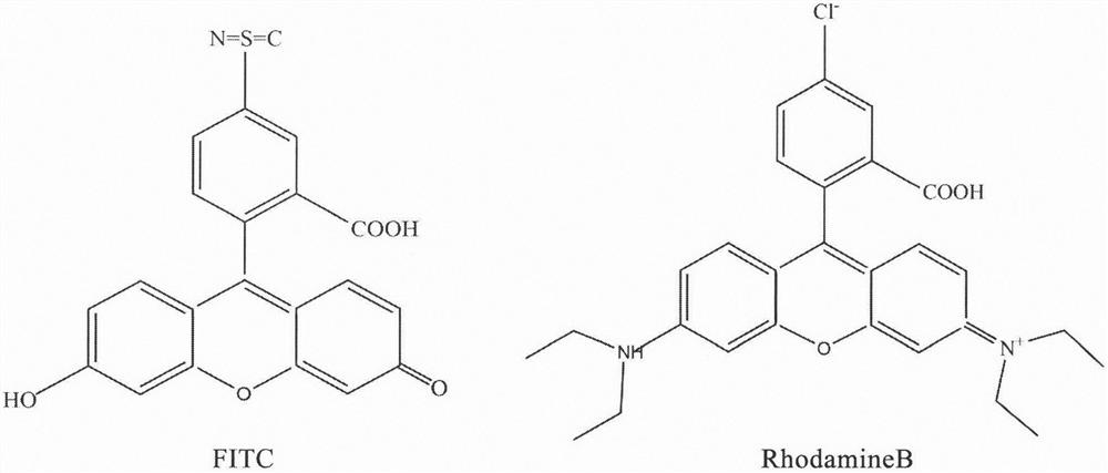 Method for detecting interaction of antigen and antibody by using FRET (Fluorescence Resonance Energy Transfer) technology