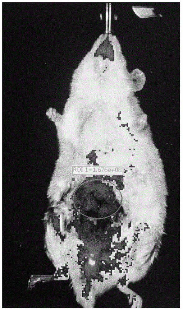 Near-infrared fluorescence dye for targeting tumor tissue as well as preparation method and application