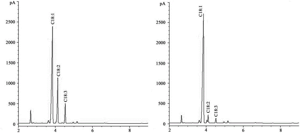 Nucleotide mutational site for indicating high oleic acid content of rapeseeds