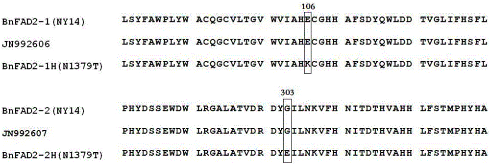 Nucleotide mutational site for indicating high oleic acid content of rapeseeds