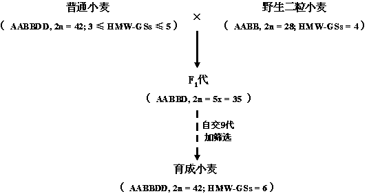 Cultivation method of common wheat capable of stably expressing six HMW-GS (High Molecular Weight-Glutenin Subunits)