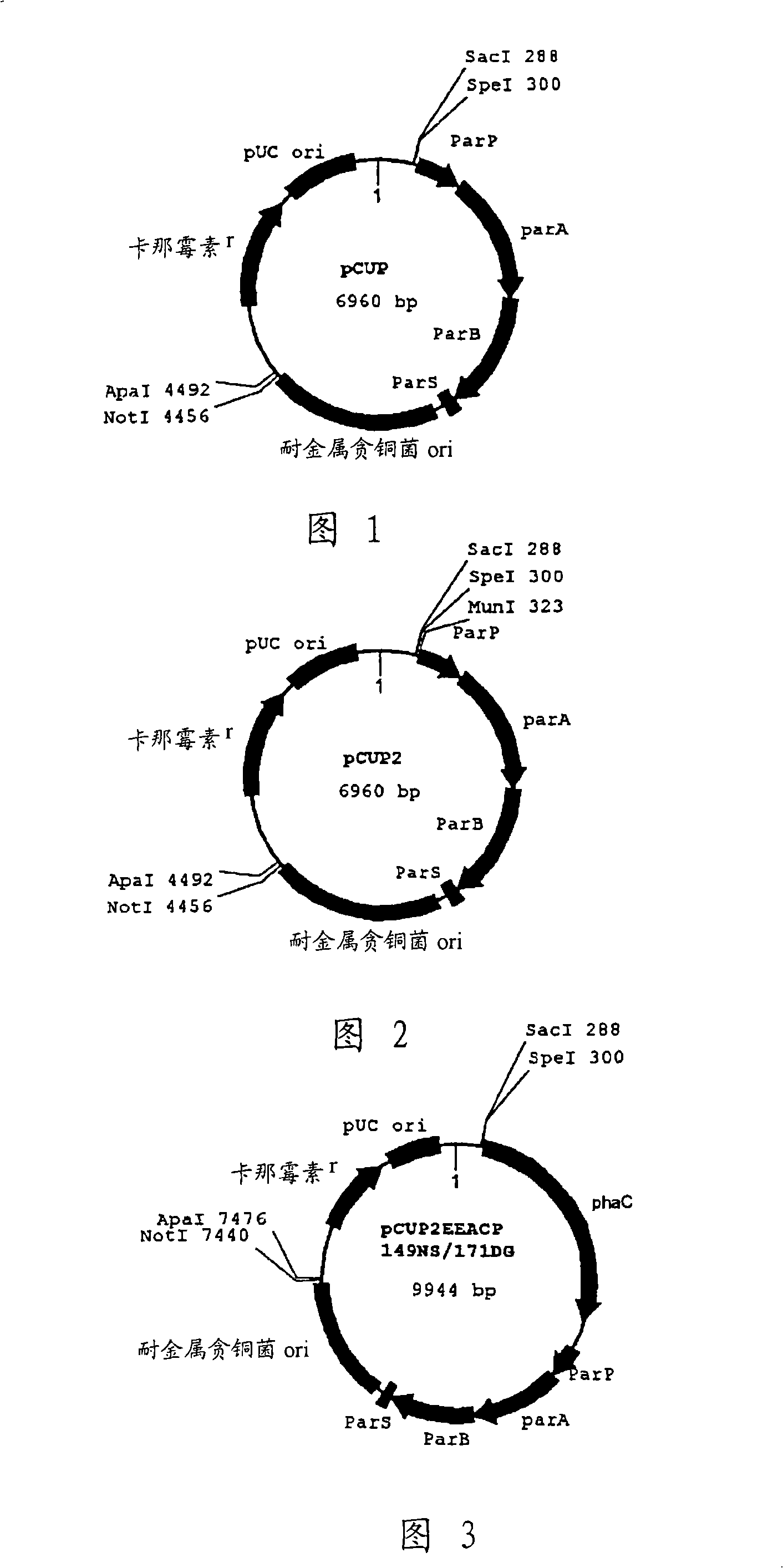 Novel plasmid vector and transformant capable of carrying plasmid stably