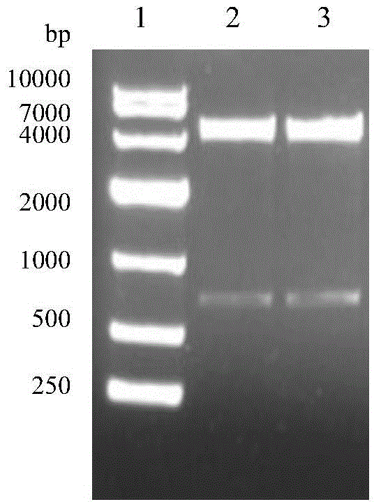 Chimeric protein, virus-like particle and application thereof