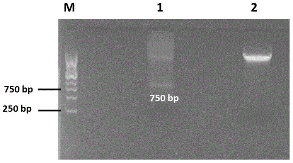 Method for knocking out two mir-505 alleles