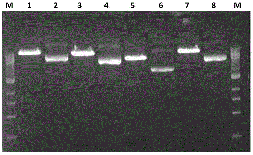 Method for knocking out two mir-505 alleles