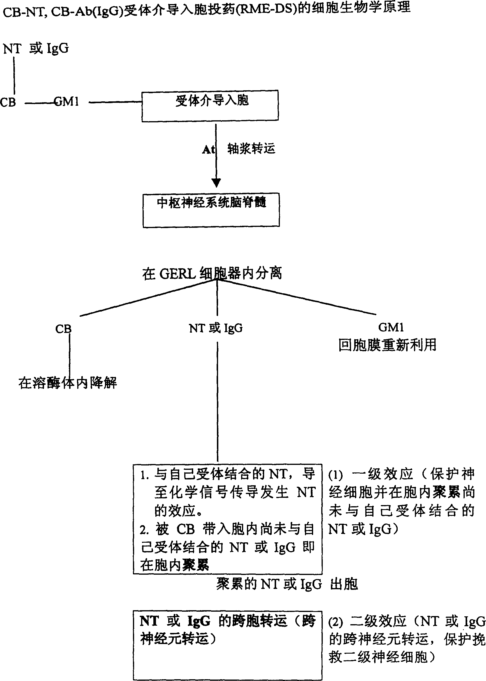 Coupling object between CB and biological active peptide or immunoglobhulin or immunological activity original as well as medication usage