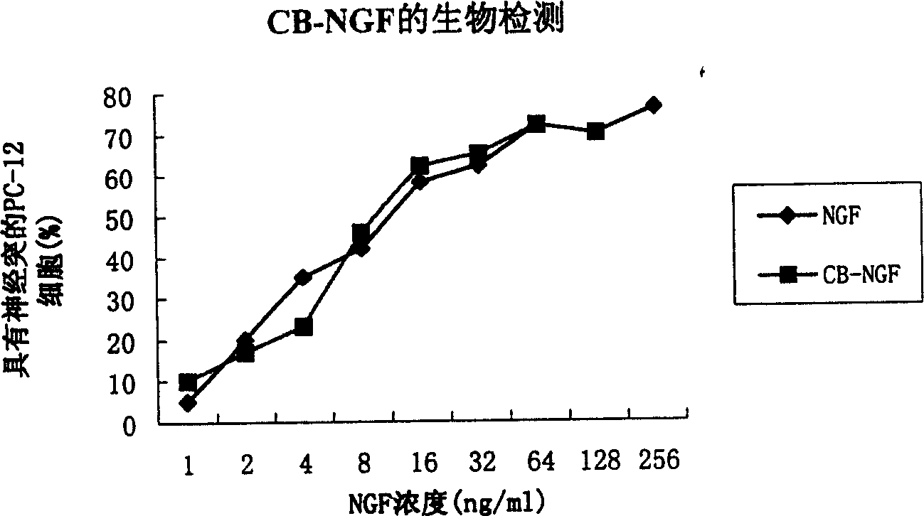 Coupling object between CB and biological active peptide or immunoglobhulin or immunological activity original as well as medication usage