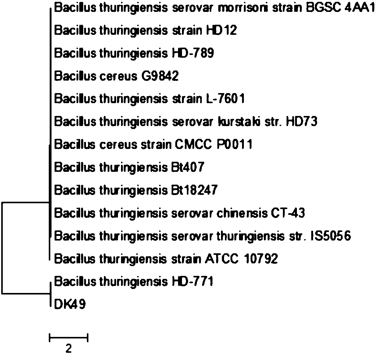 Bacillus thuringiensis and application thereof