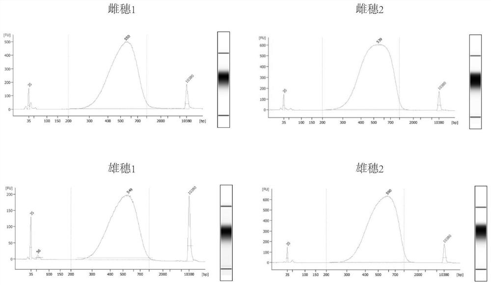 A simple and effective method for constructing plant long-fragment in situ DLO Hi-C sequencing library