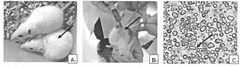 Rat transplantable lung cancer model establishing method