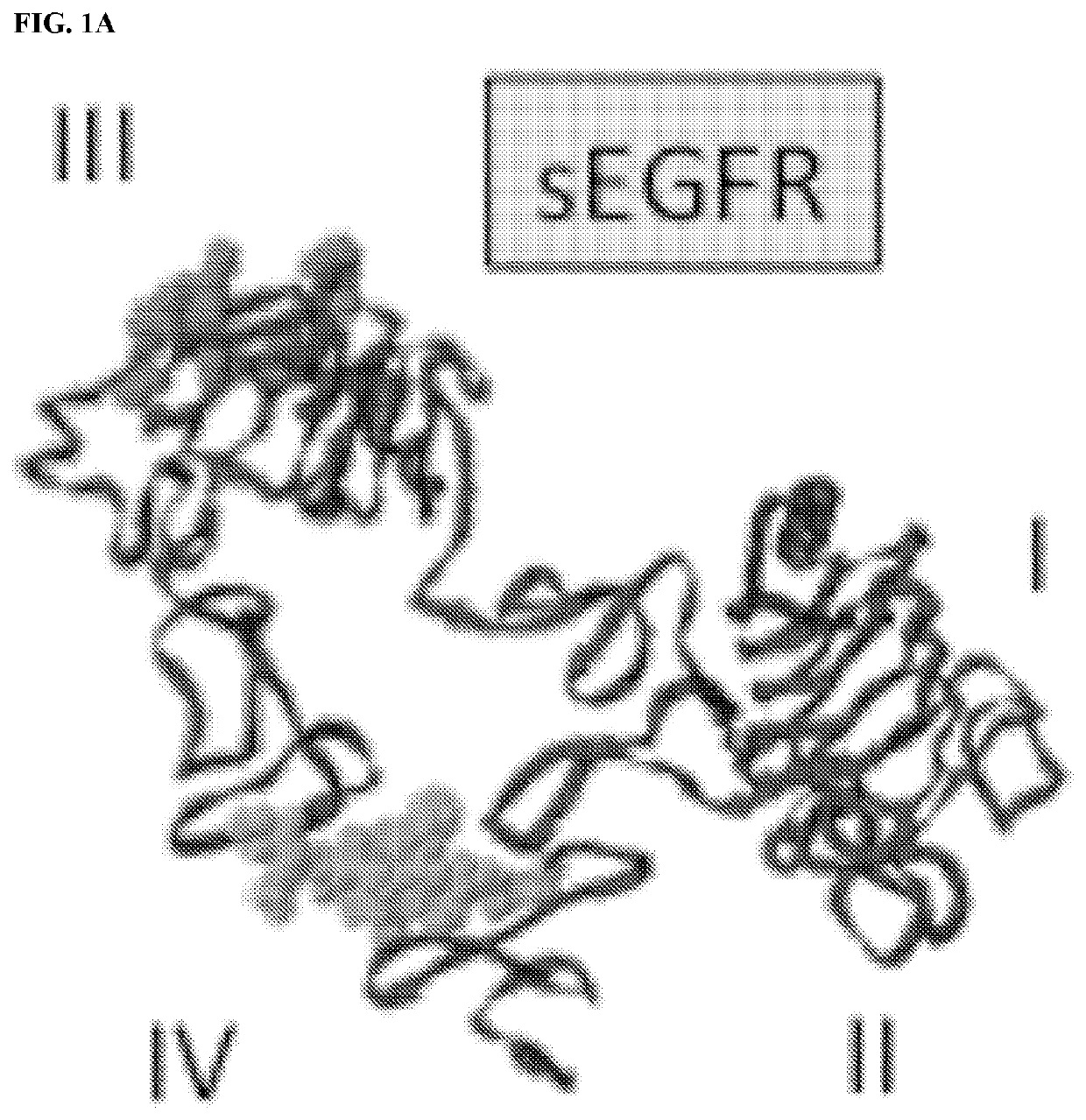 ErbB PEPTIDE PHARMACEUTICAL AND VACCINE COMPOSITIONS AND THERAPEUTIC USES THEREOF FOR CANCER